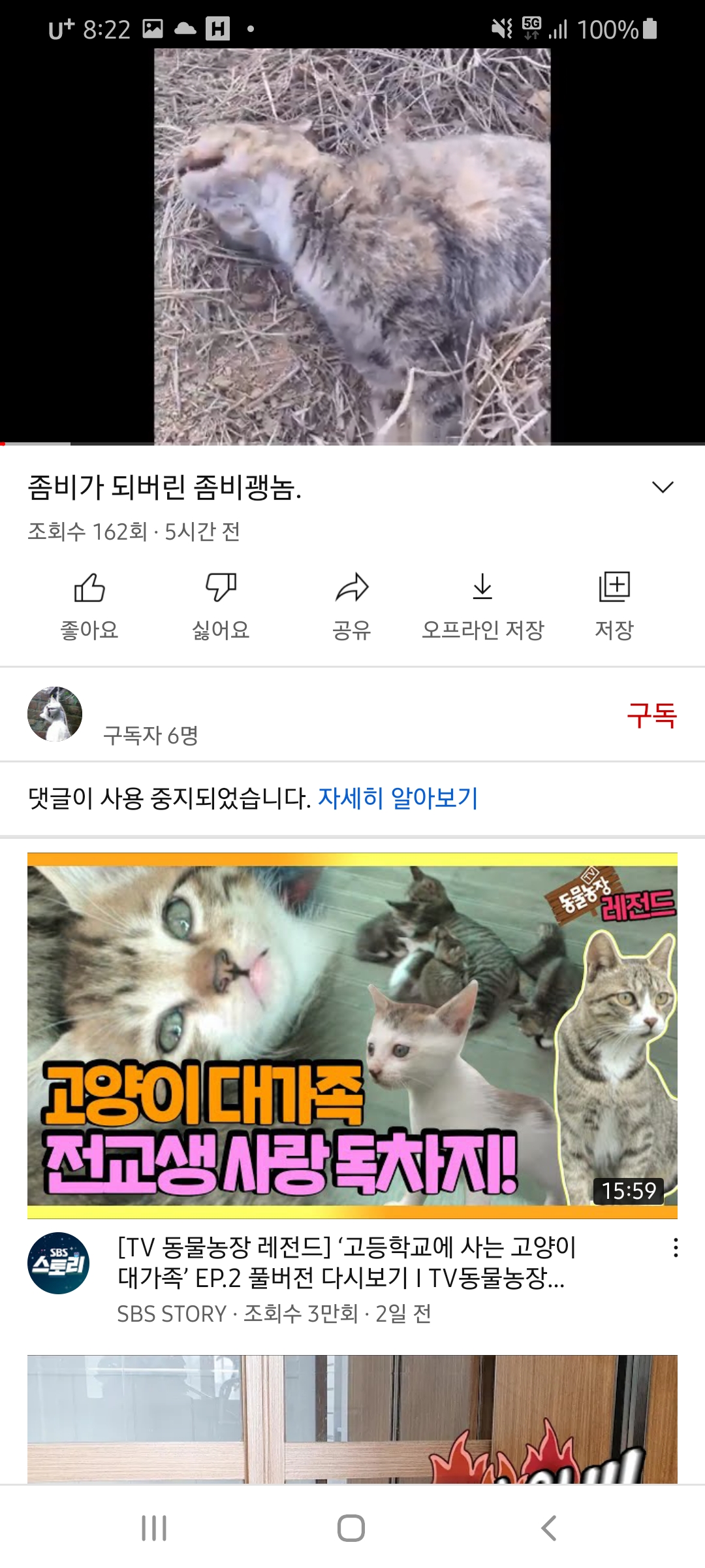 끔찍합니다. 유튜브 고양이 학대자 신고합니다