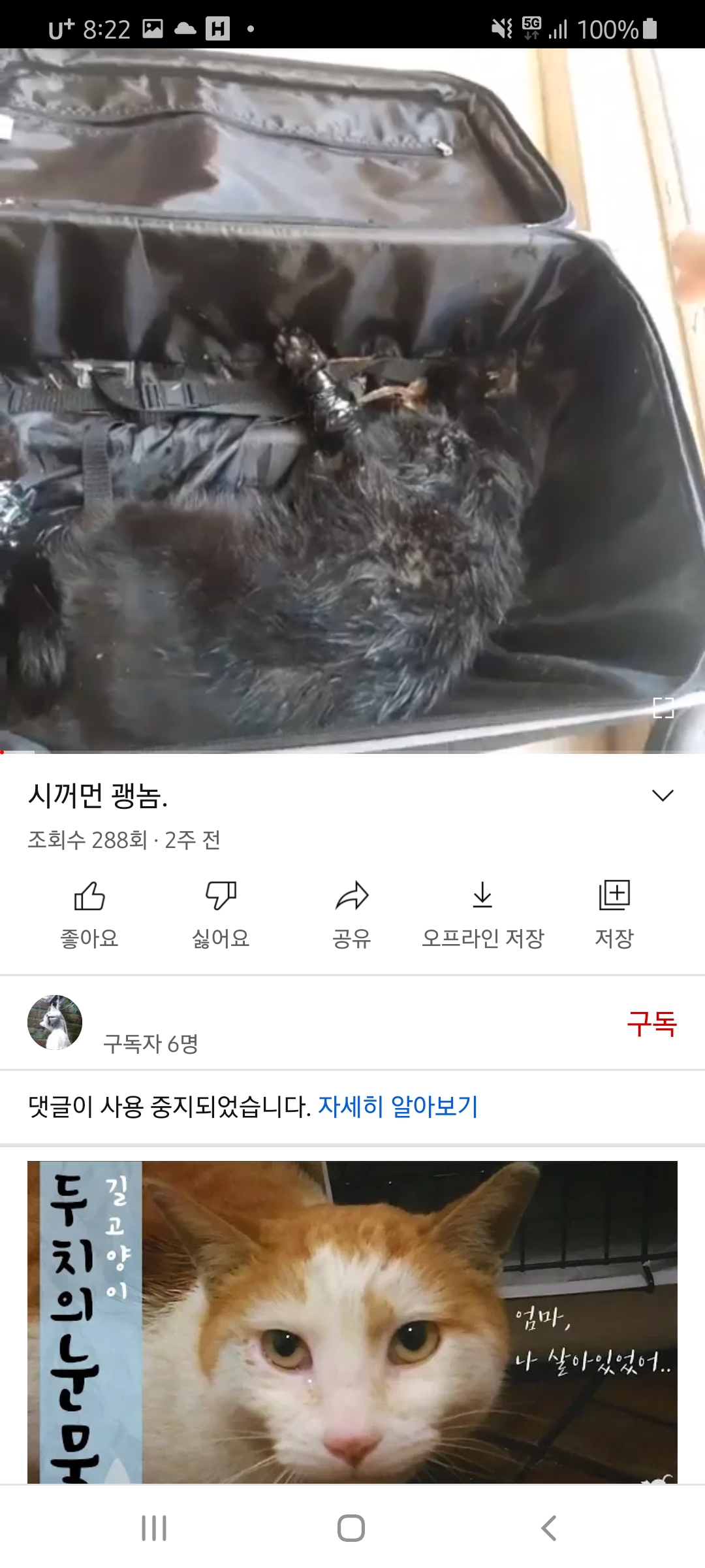 끔찍합니다. 유튜브 고양이 학대자 신고합니다