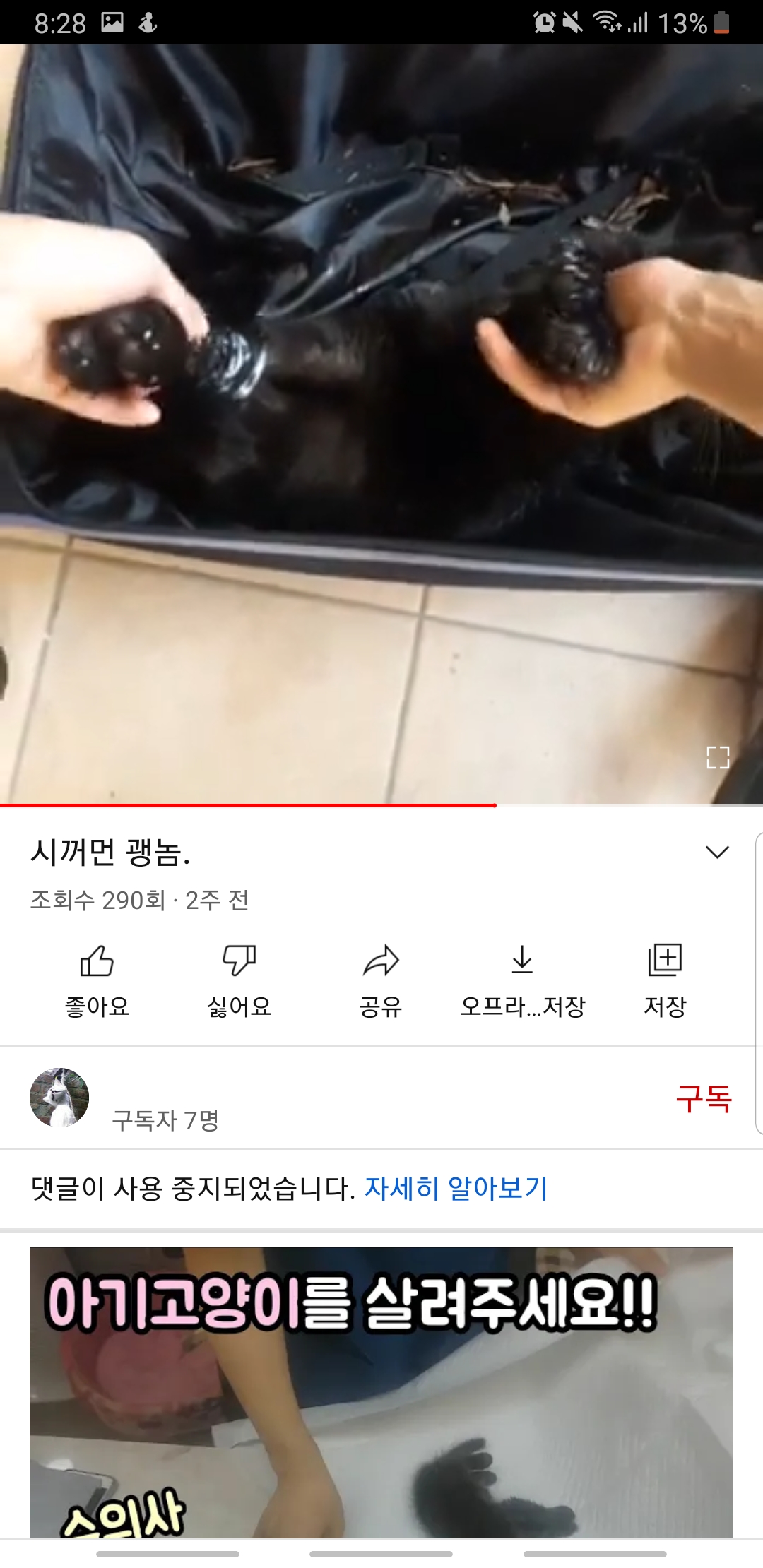 유튜브 고양이 학대 영상 게재