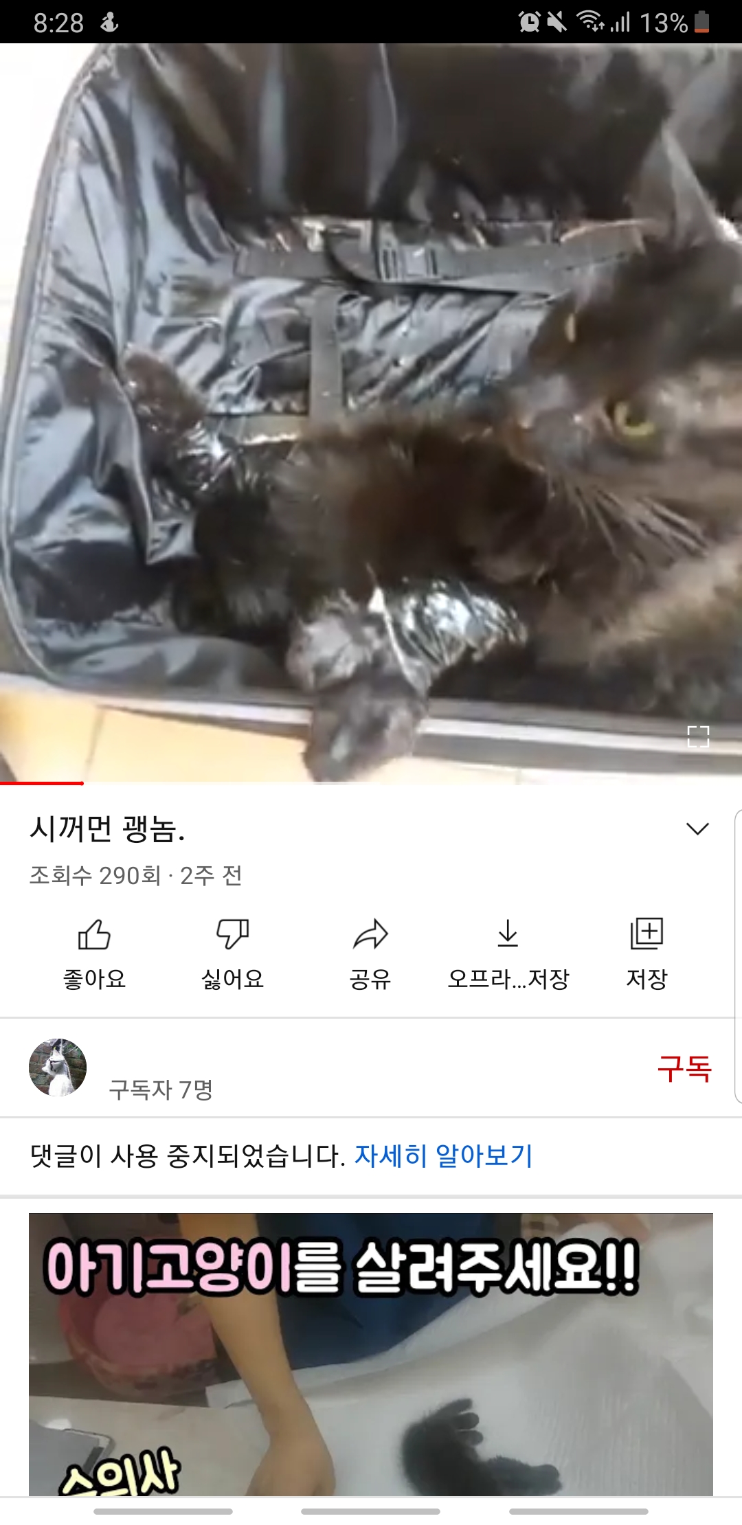유튜브 고양이 학대 영상 게재