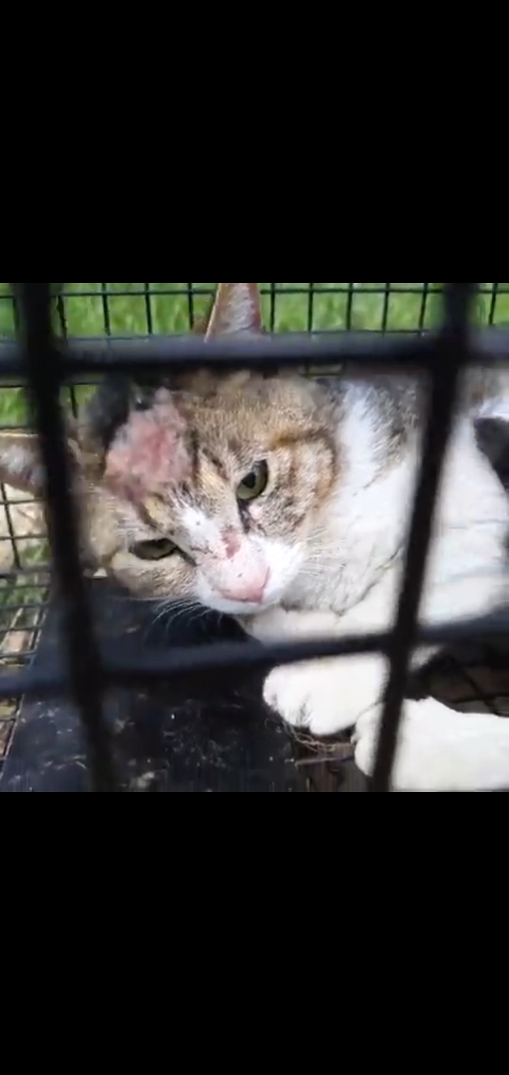 고양이 학대하는 유튜브 신고