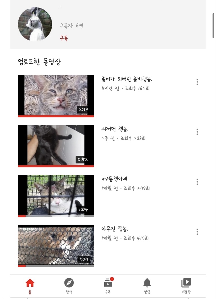 유튜브 지속적인 고양이 학대 영상이 올라옵니다