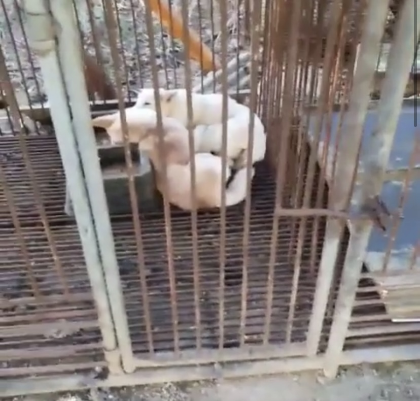 동물 불법 도살 현장 제보