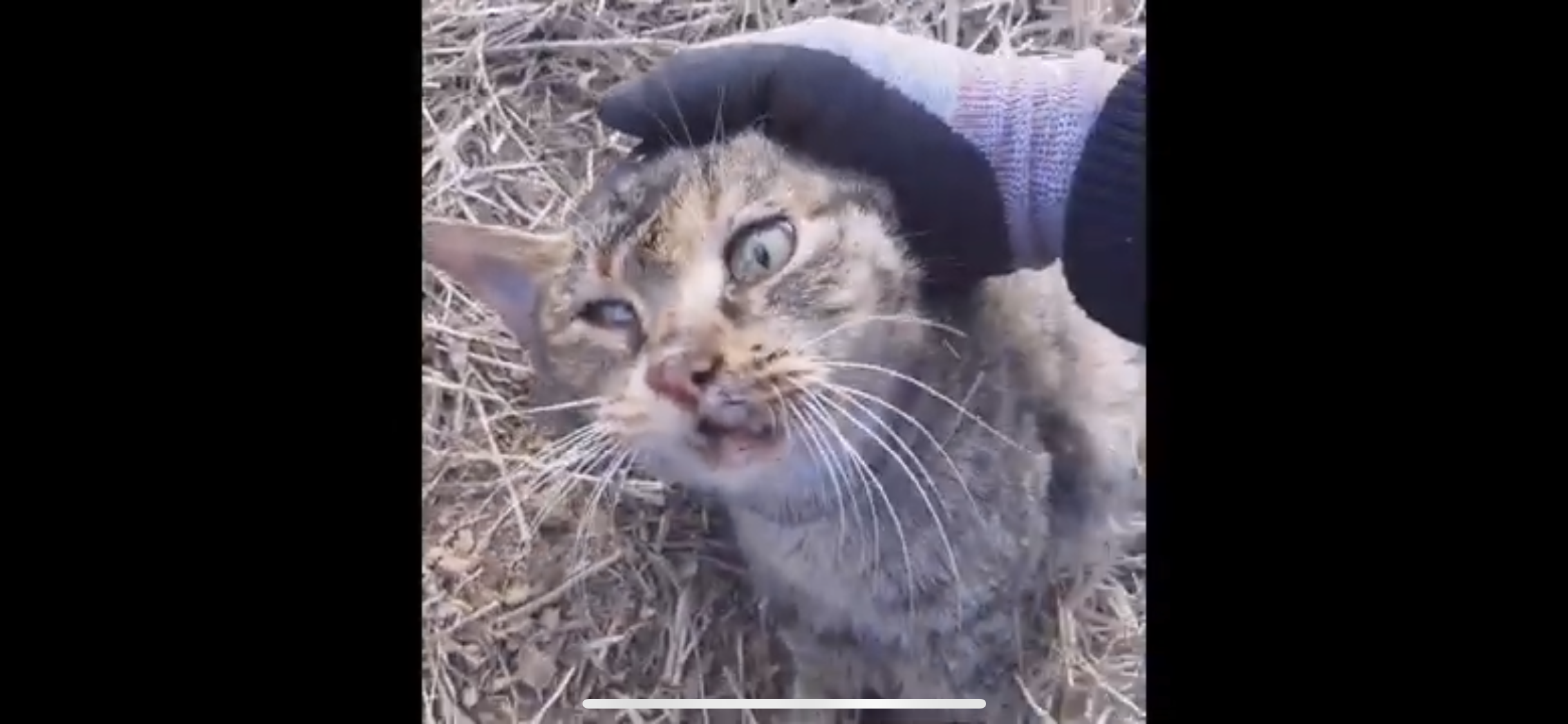 유튜브에 고양이 학대 영상을 올리는 사람이 있습니다