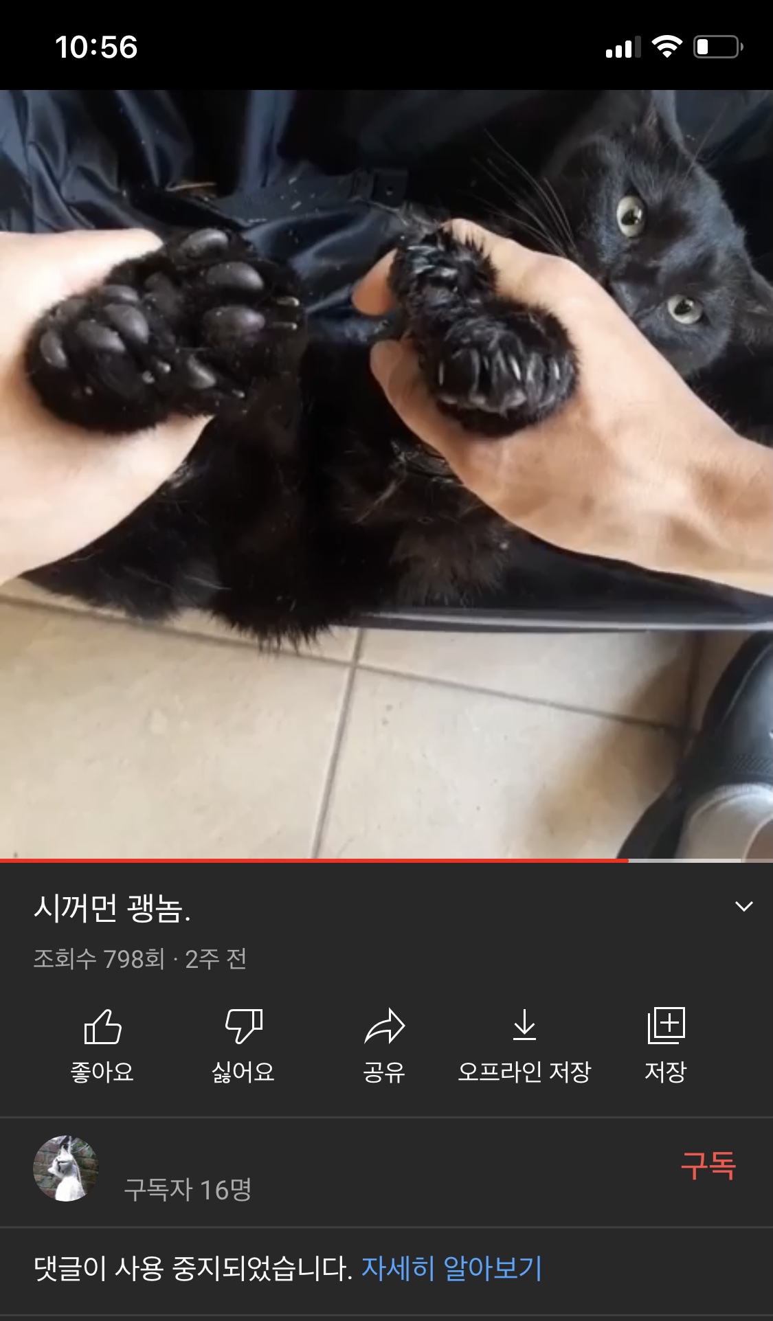 고양이 학대하는 유튜브 동영상 제보합니다