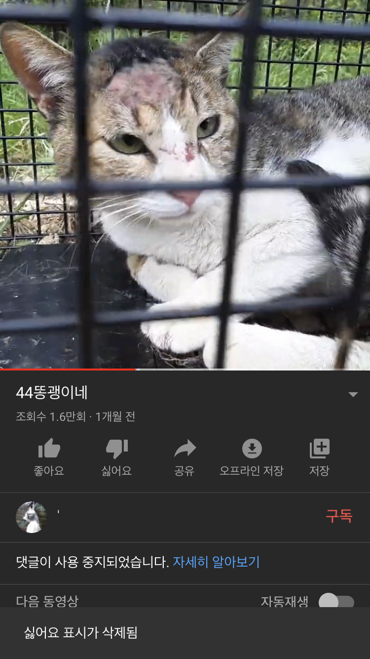 길고양이 포획 후 학대 영상 올림. 잡아주세요