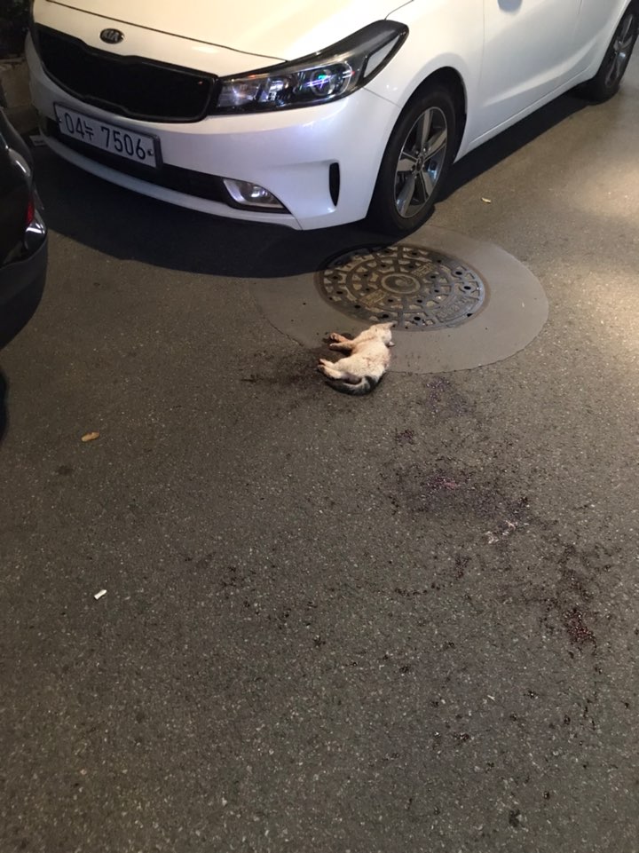 학대로 인해(확정x, 추측o)  죽은 고양이 사체 발견