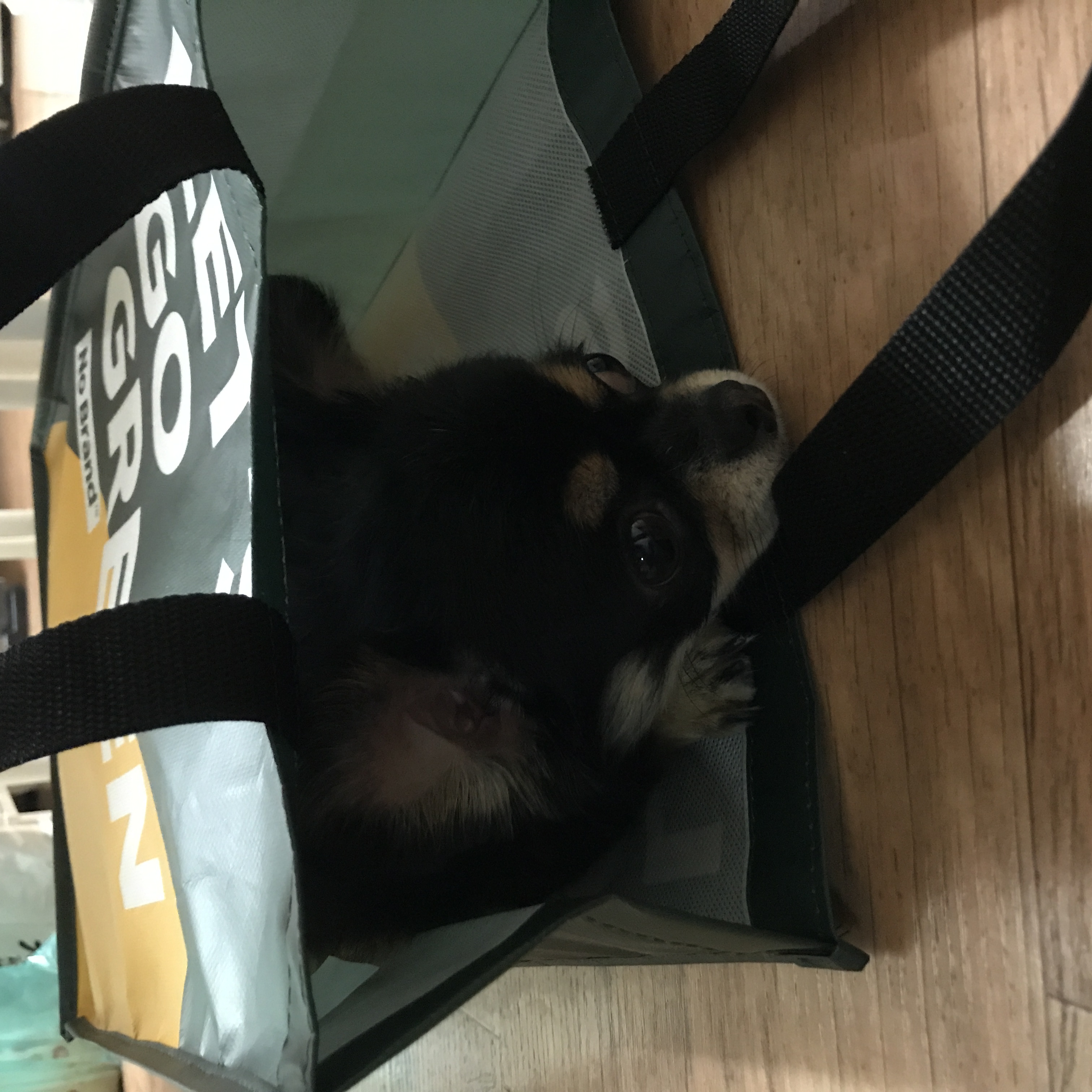냥멍이 송네치