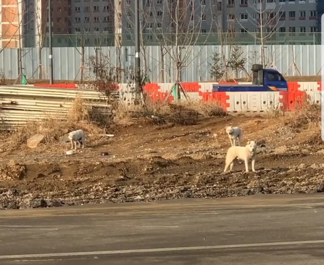파주에 공사장에 똥으로 연명하는 애기들이랑 위험한도로를 건너는 부모견 구해주세요