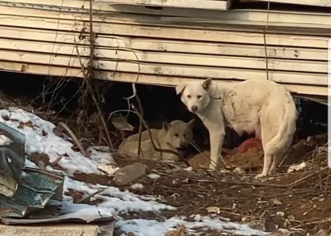 파주에 공사장에 똥으로 연명하는 애기들이랑 위험한도로를 건너는 부모견 구해주세요