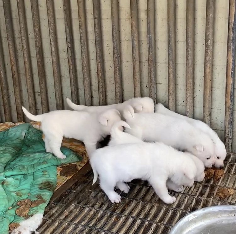 파주시 동패동 아이들을 구조해주세요