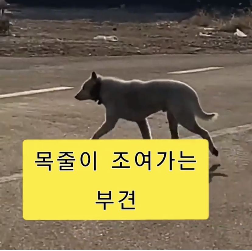 파주시 동패동 뜬장 아이들과 주변 아이들을 구해주세요