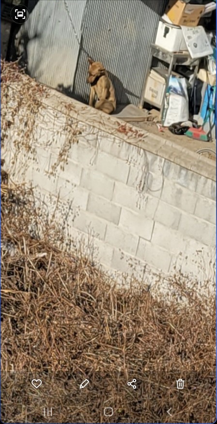 매년 매해   식용으로 키우면서 