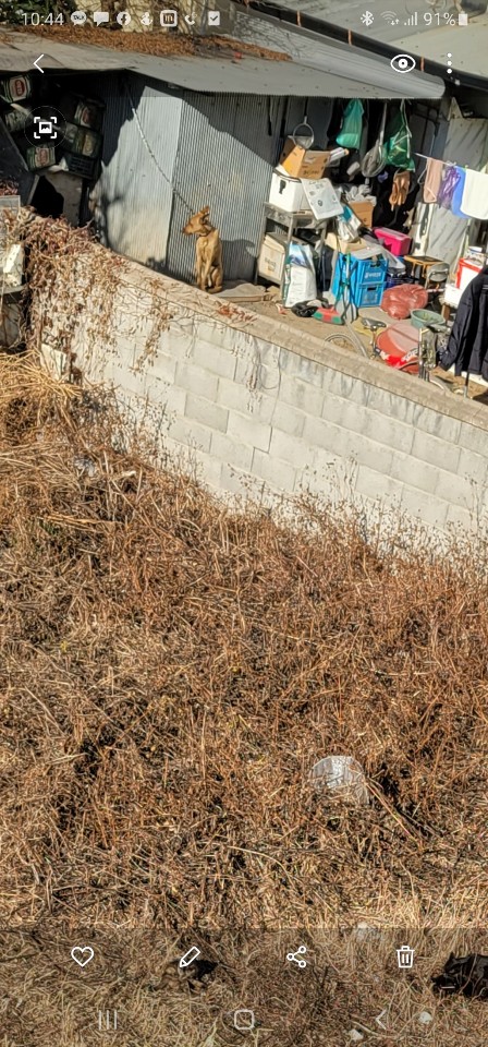 매년 매해   식용으로 키우면서 