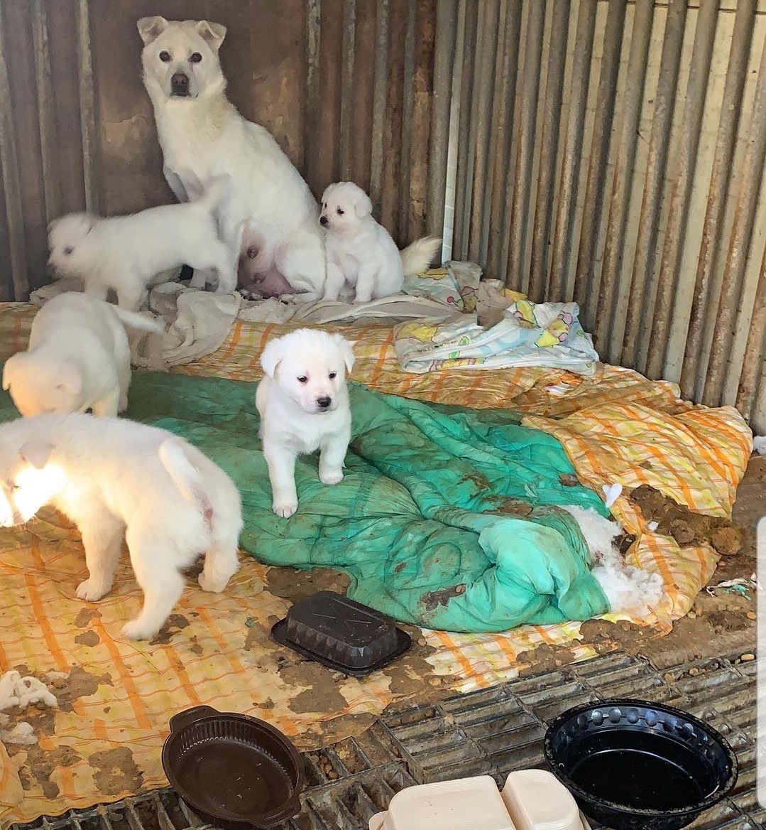 파주동패동 뜬장아이들 살려주세요!