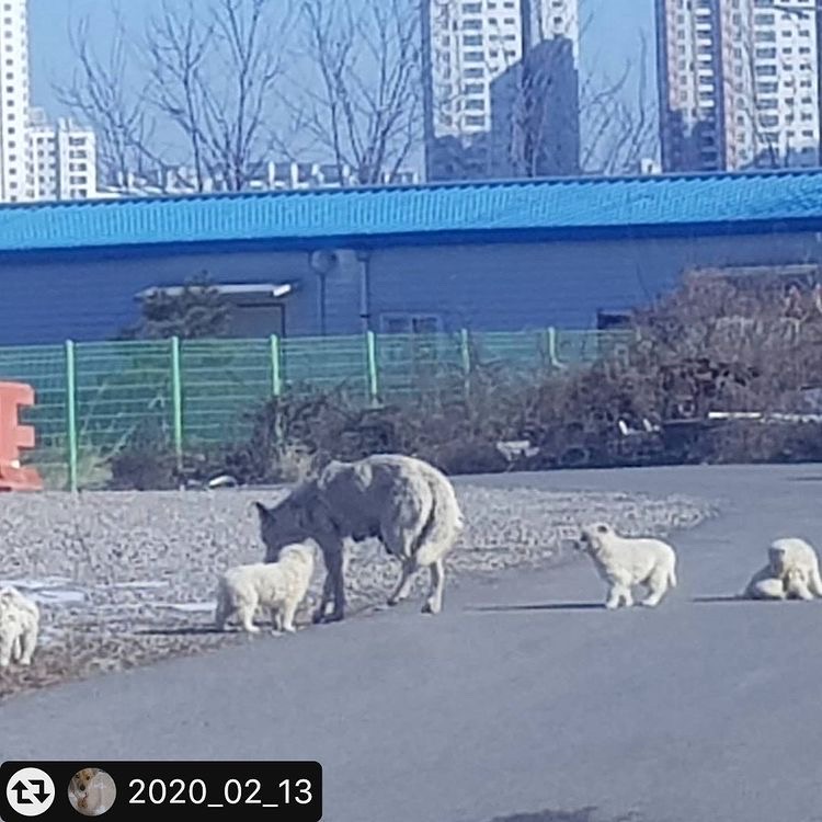 <구조요청> 파주 동패동 아파트 공사현장 인근 열악한 환경에 방치되어있는 성견들과 어린강아지들을 구해주세요.