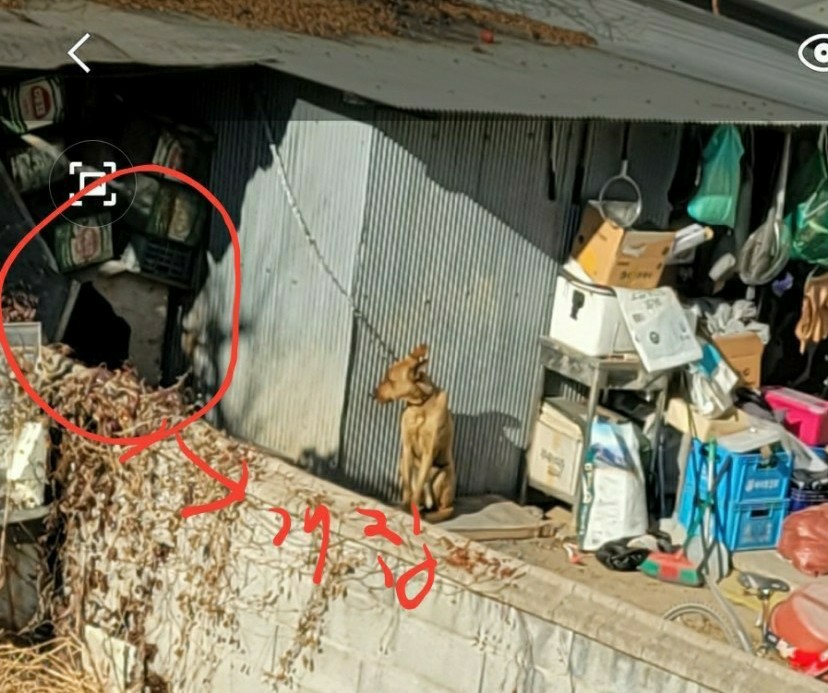 밴드에 올라온 개 학대 