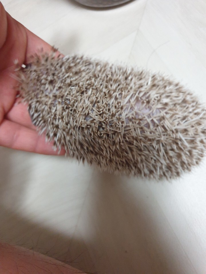 고슴도치 방치 및 정서적 학대범 신고합니다.
