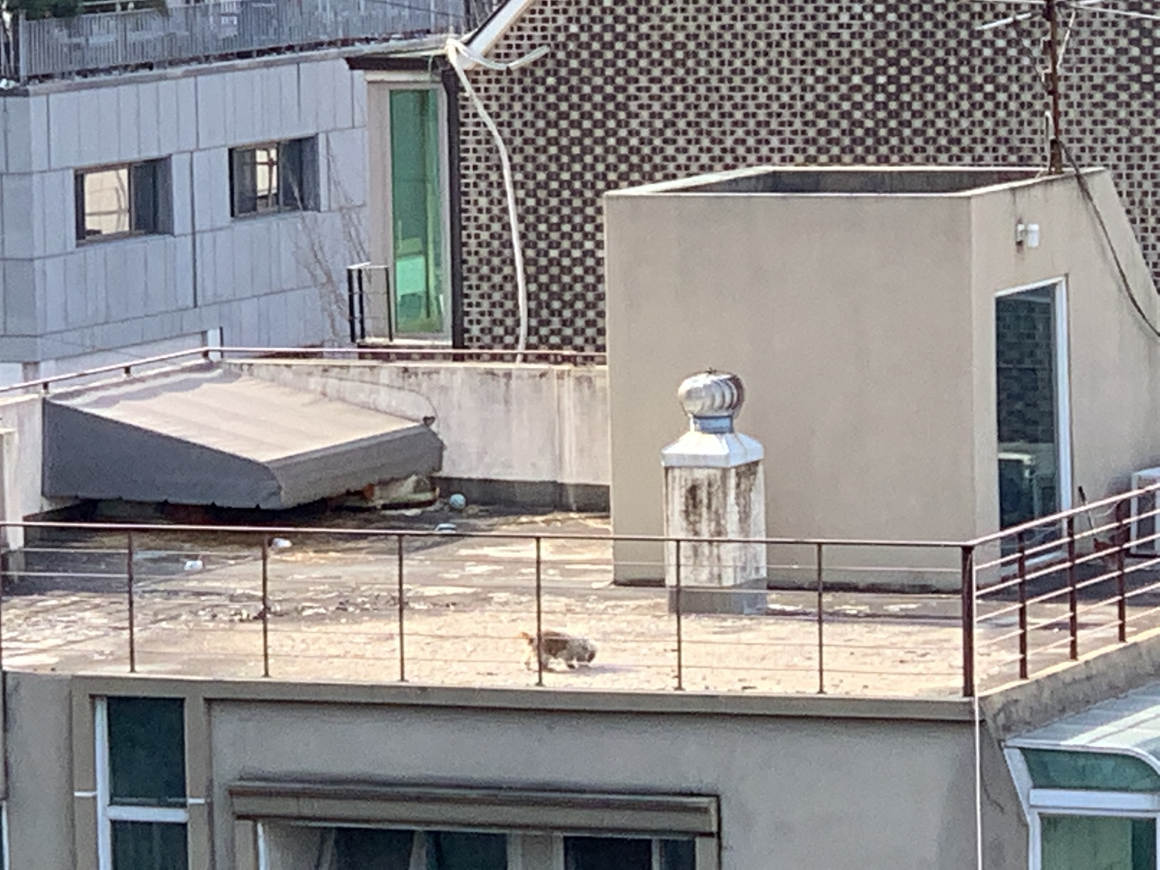 강아지가 혼자 옥상에 있습니다. 근데...
