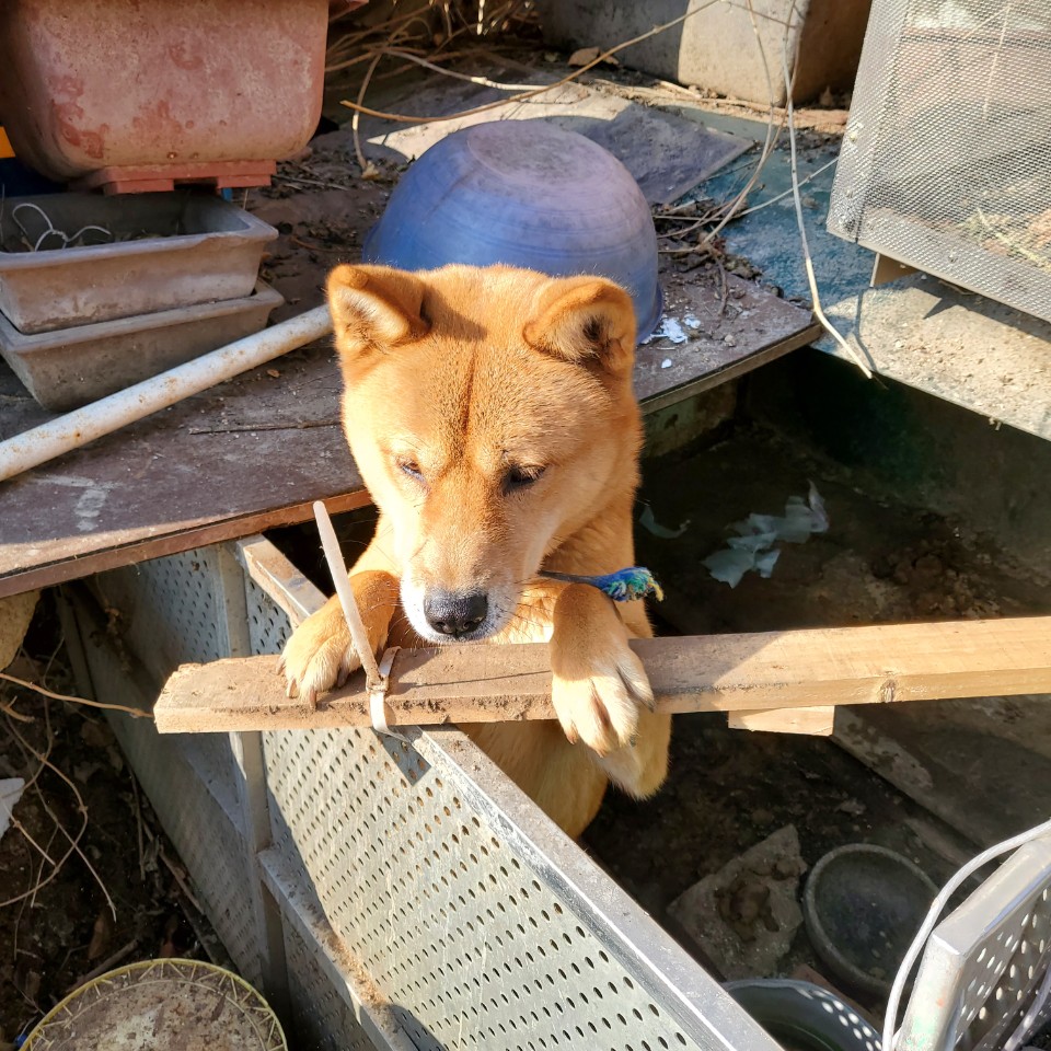 열악한 환경에 있는 강아지와 관상닭들이 있어요