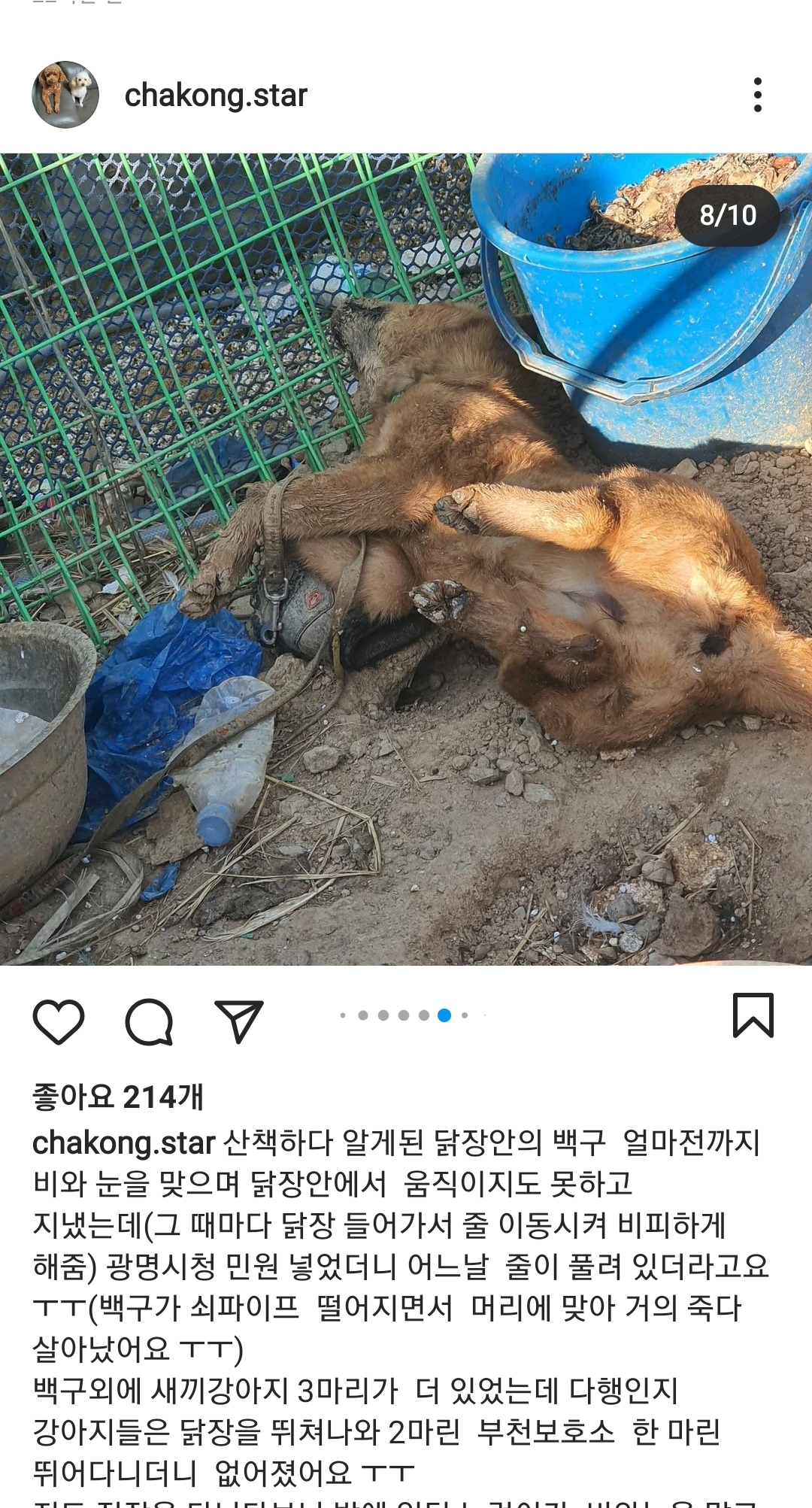 닭장안에 갇힌 백구를 구해주세요(누렁이는 사망)