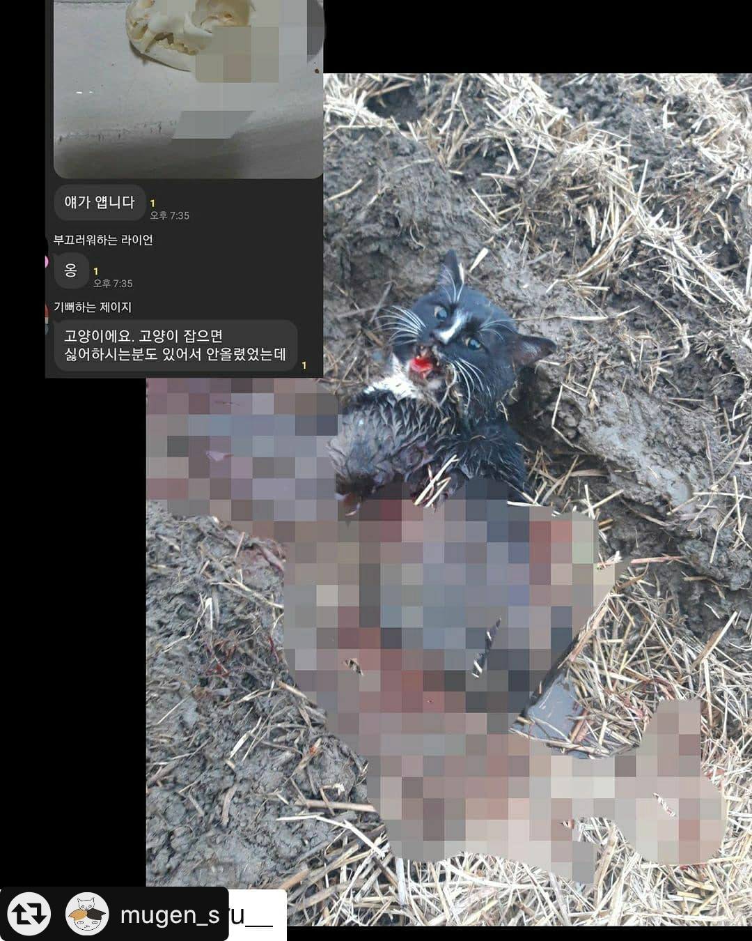 고양이 학대와 잔인하고 끔찍하게 죽이는 카톡오픈채팅방을 신고합니다