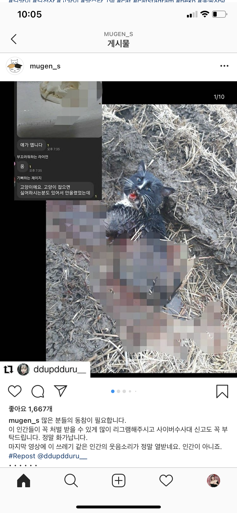 길고양이 학대 및 살해 영상 공유 오픈채팅방