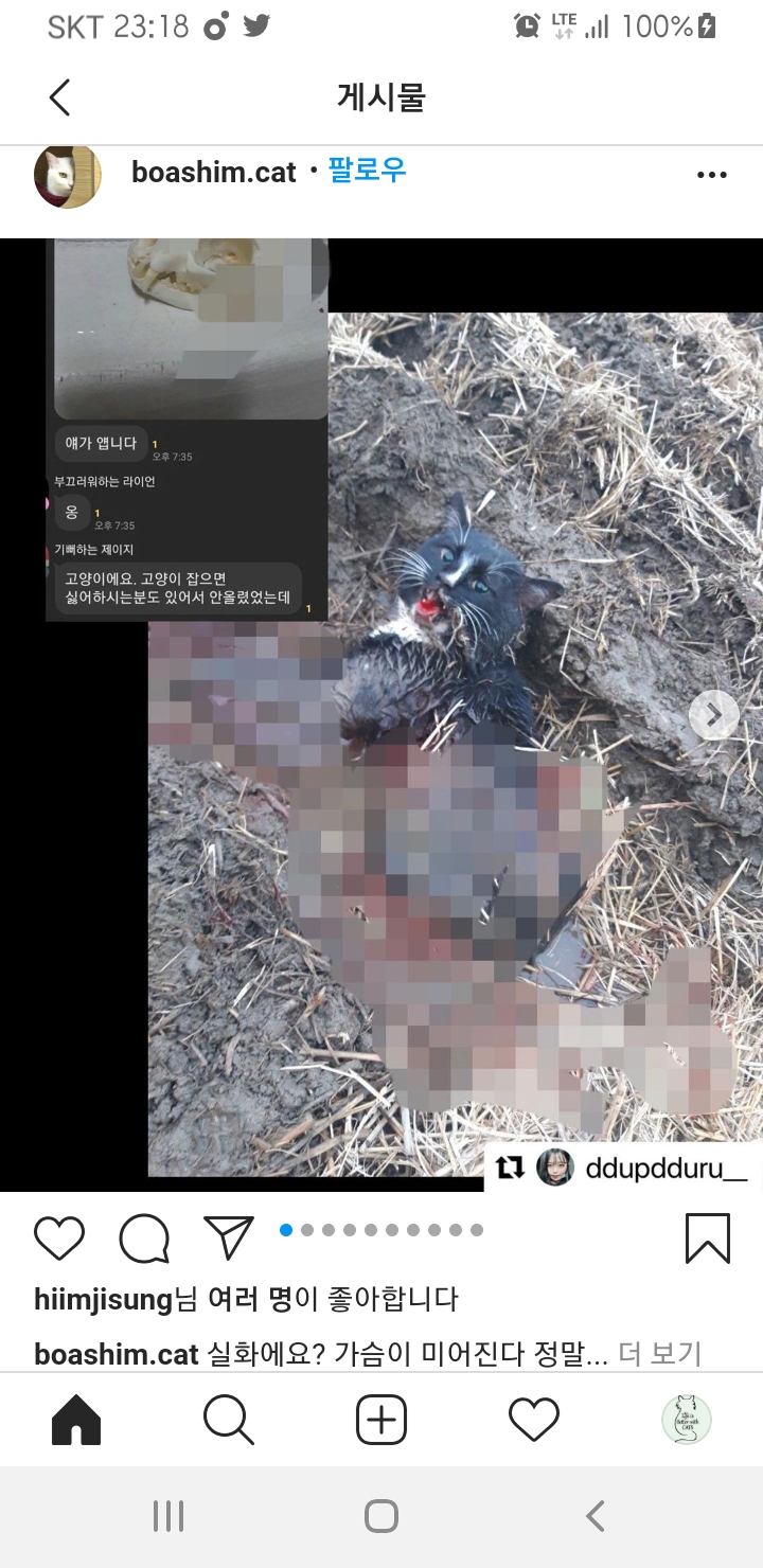 잔인하게 고양이를 학대하는 내용의 오픈채팅방을 고발합니다.