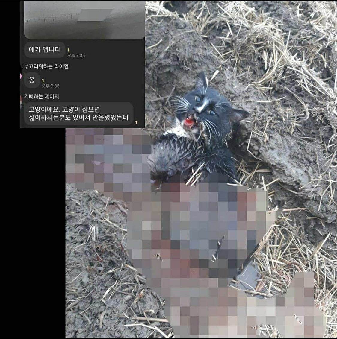 오픈채팅 길고양이 학대 