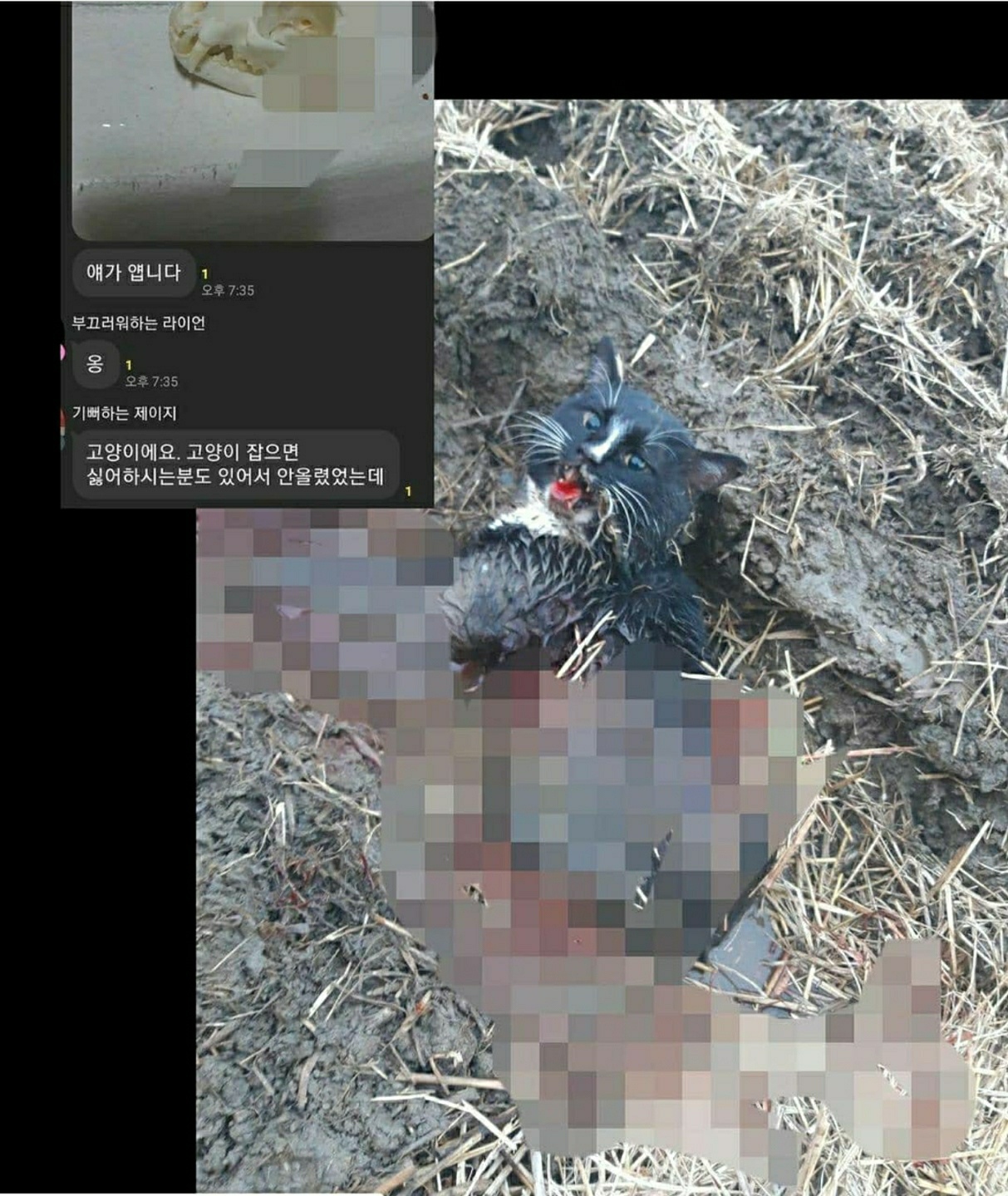 동물학대 인증 오픈 단톡채팅방을 고발합니다.(고어 전문방)