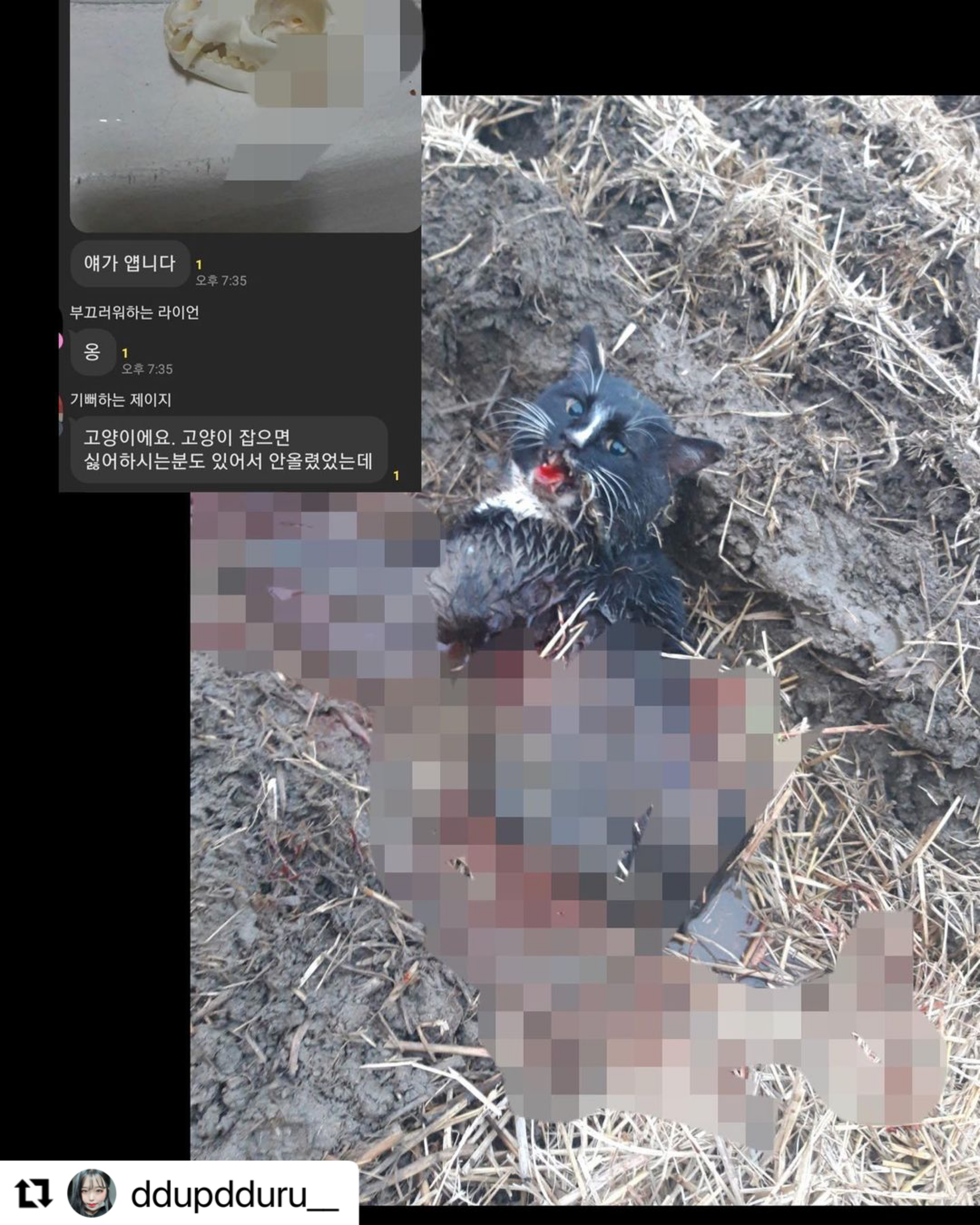 카카오톡 오픈 채팅방 길고양이 살인 도모 신고 합니다.