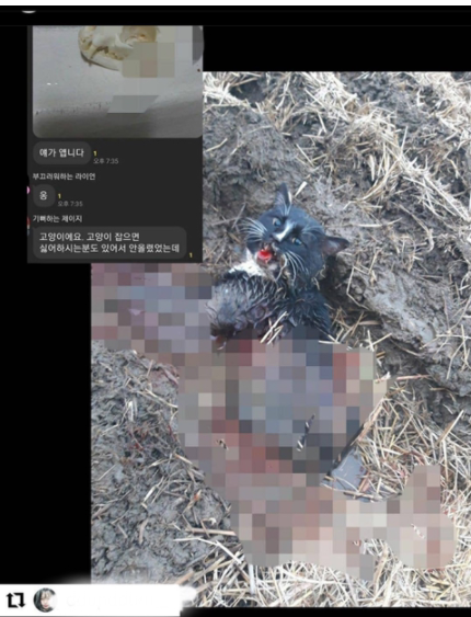 길고양이 학대 및 잔인하게 죽이는 방법을 공유한 오픈 카톡방이 있습니다.