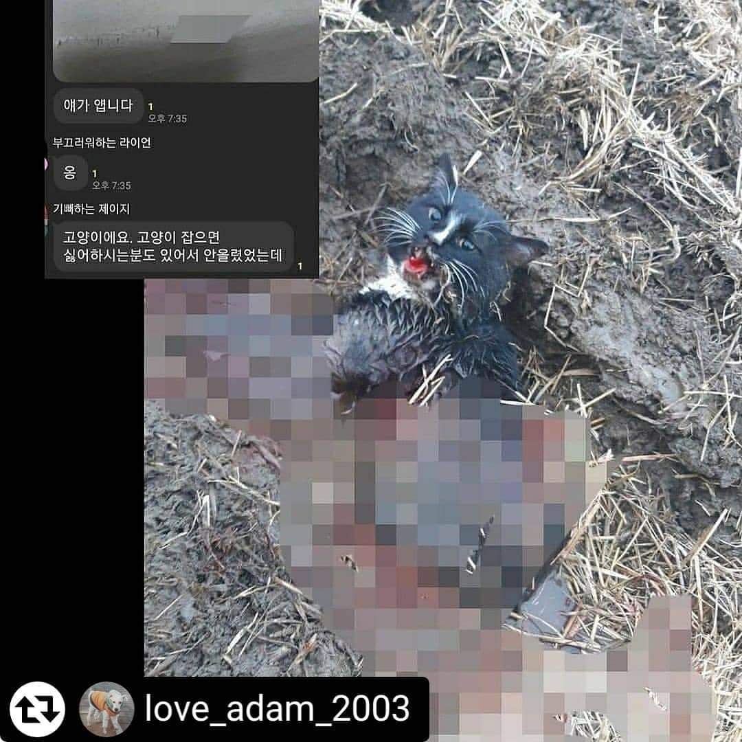 오픈채팅방에 길고양이 학대하고 사진올린다고 합니다