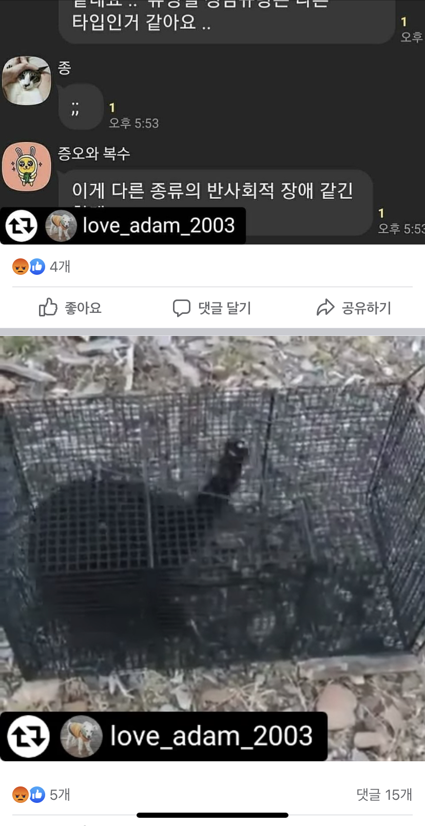 본인들의 재미로 길고양이를 살해합니다..