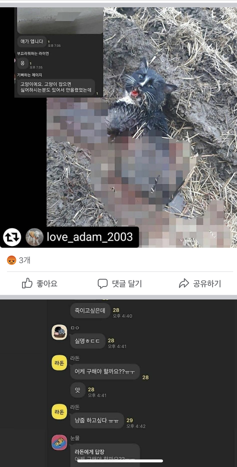 본인들의 재미로 길고양이를 살해합니다..