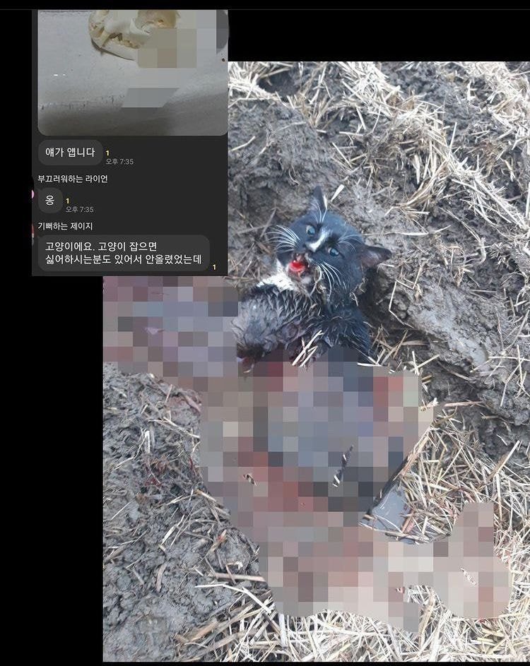 길고양이 학대 오픈카톡 모임