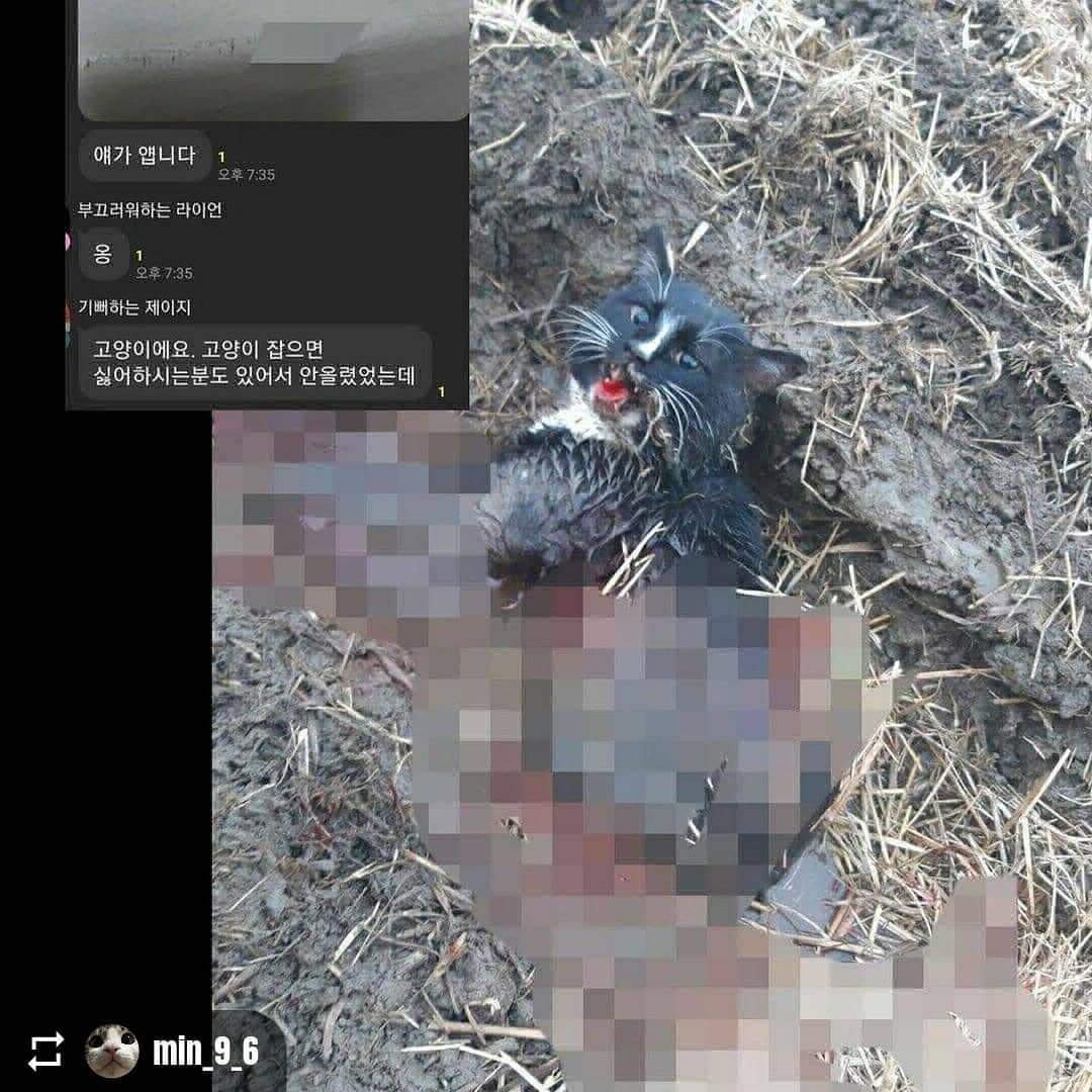 카카오톡 오픈채팅방 속 고양이 학대 고발합니다
