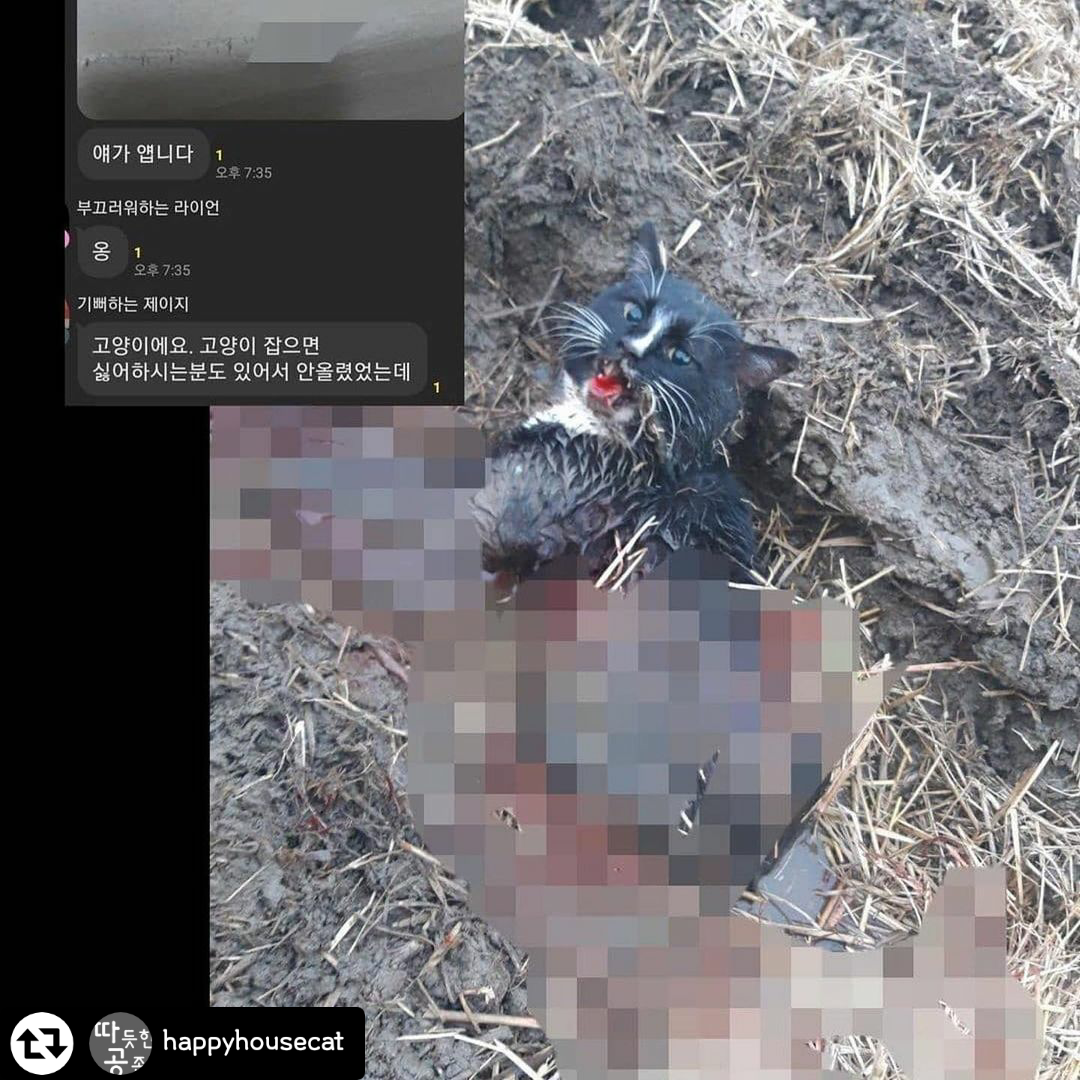 오픈채팅방 길고양이 학대 고발합니다