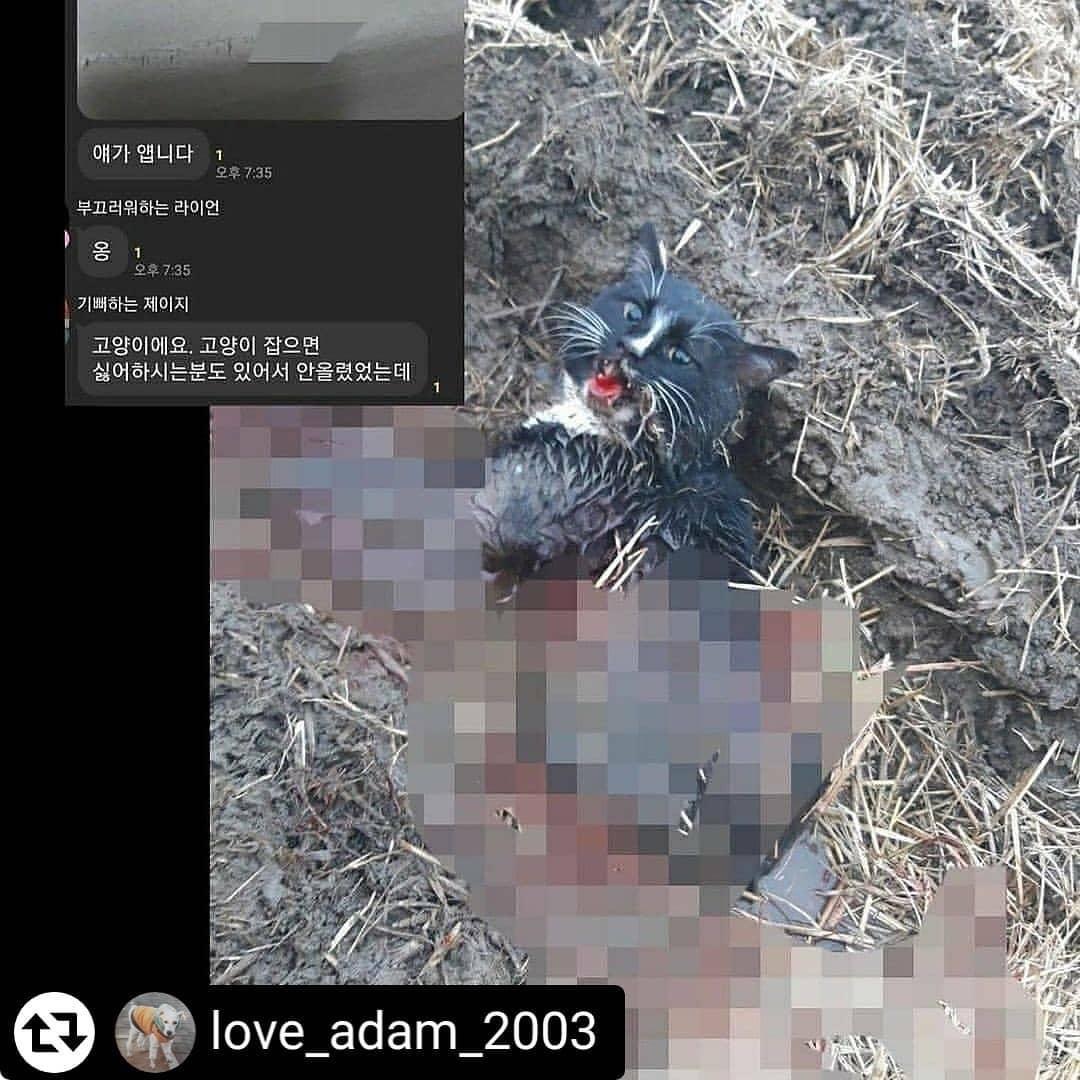 카카오톡 오픈채팅방 길고양이 학대범들