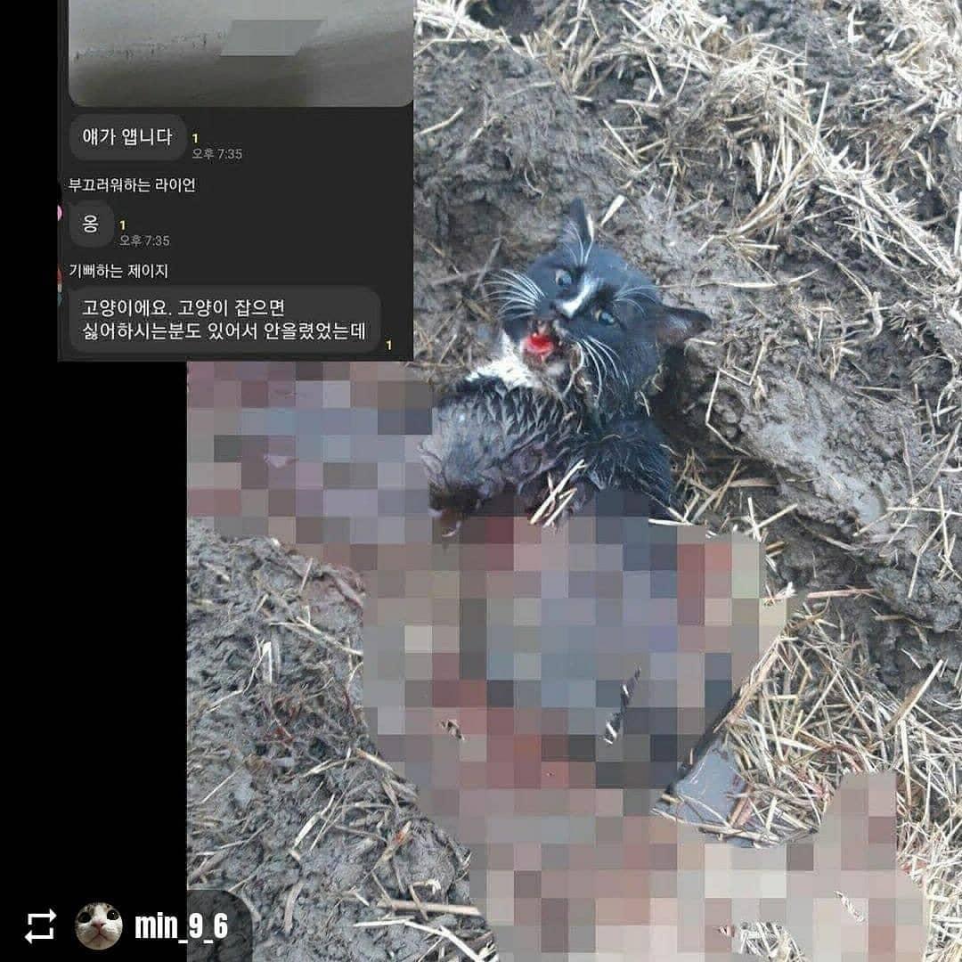 오픈채팅방 고양이 학대 사건