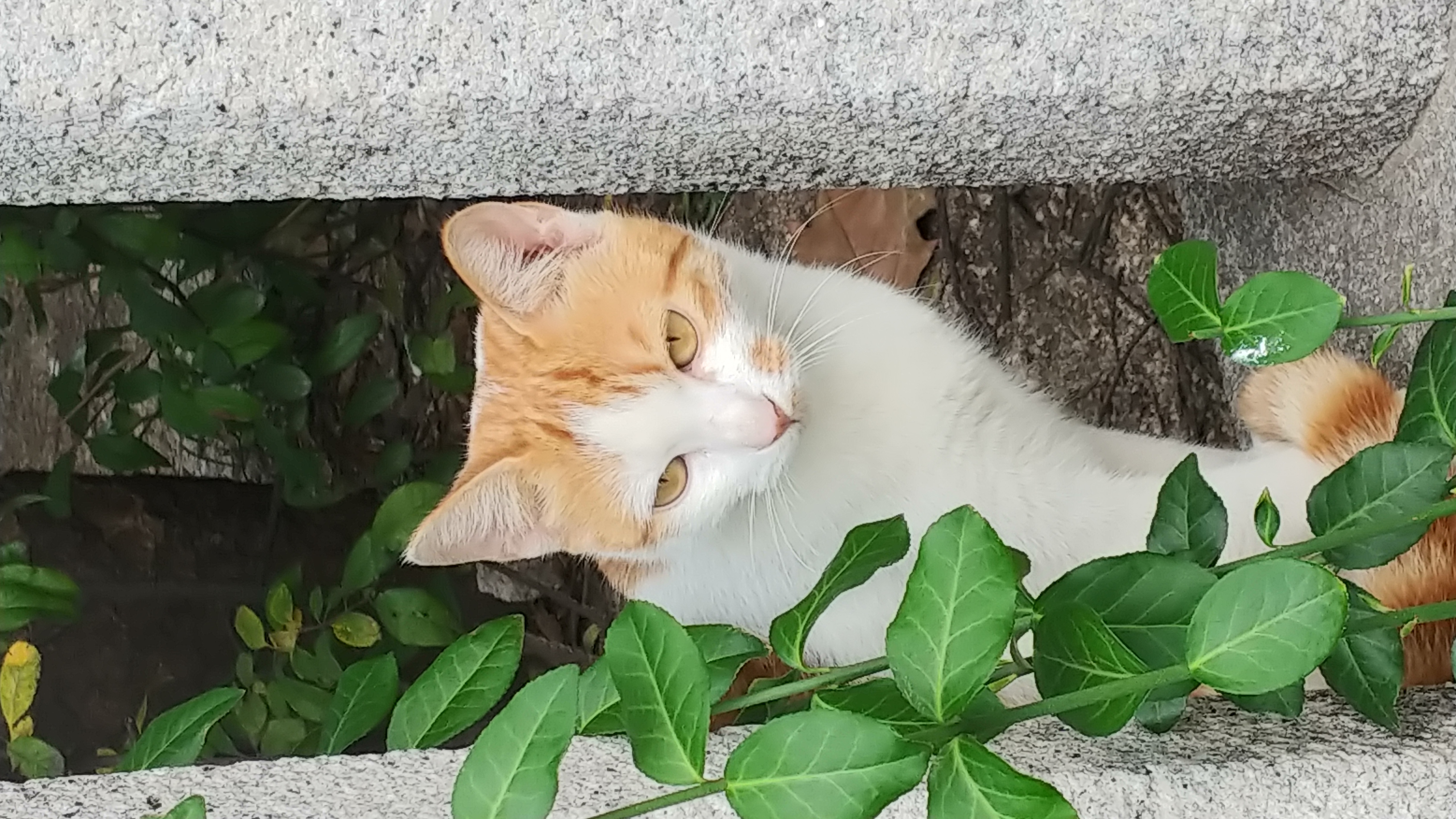 누가  이냥이들 좀 지켜주세요~~ㅜㅜ