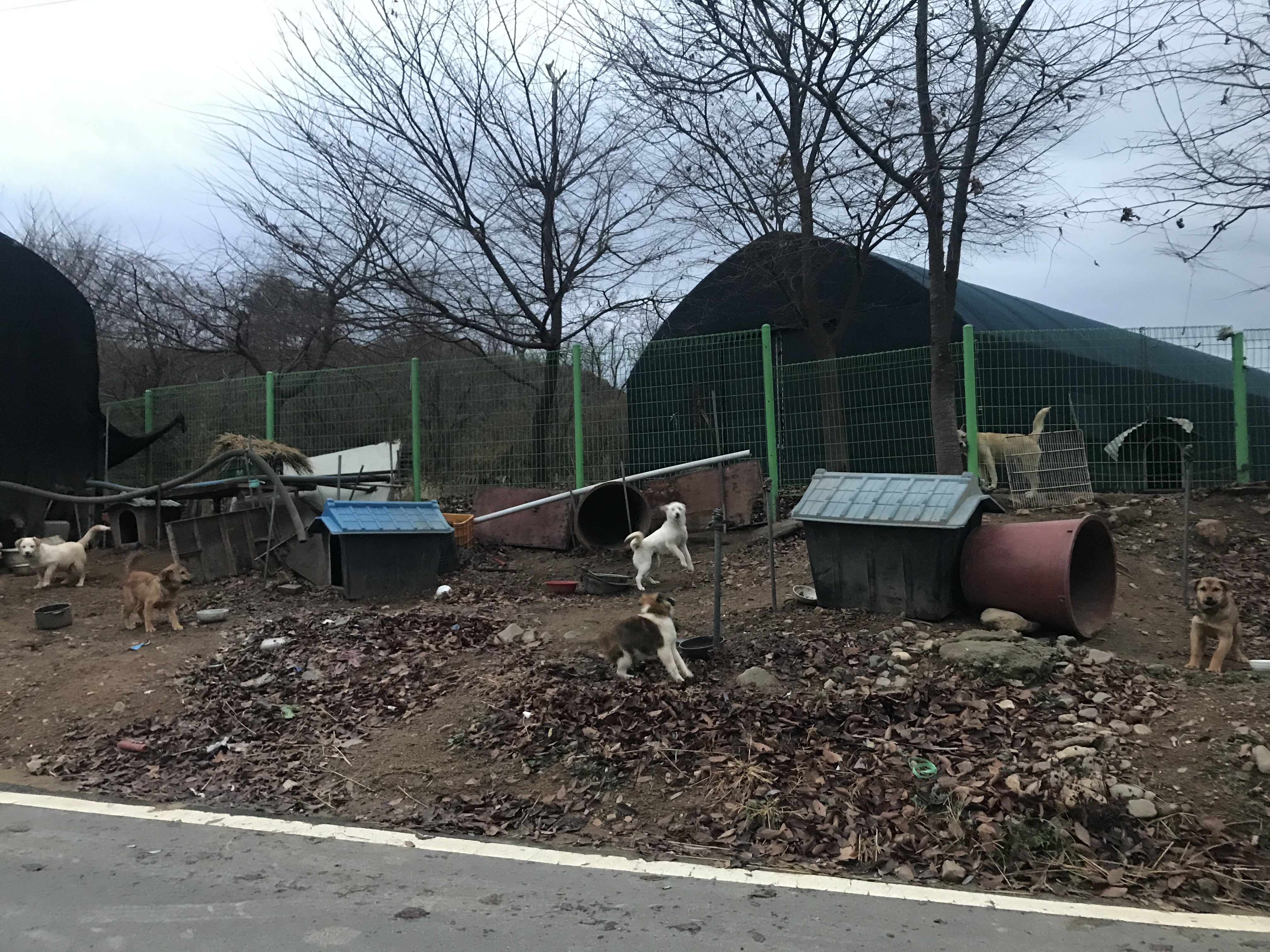 더 이상 개장수한테 팔려가지 않도록 도와주세요