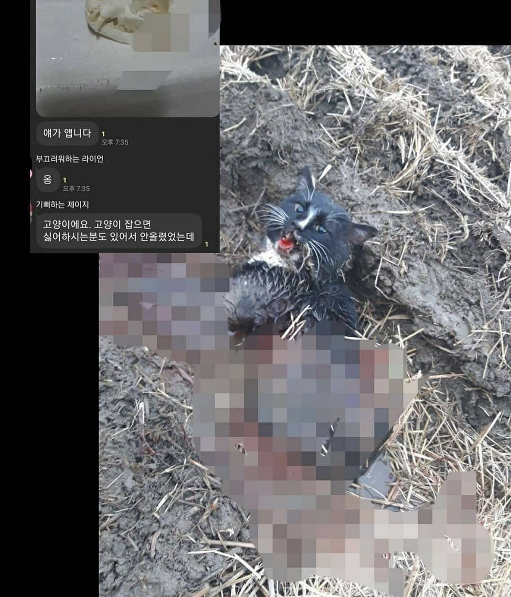 카카오톡 오픈채팅방 고양이학대