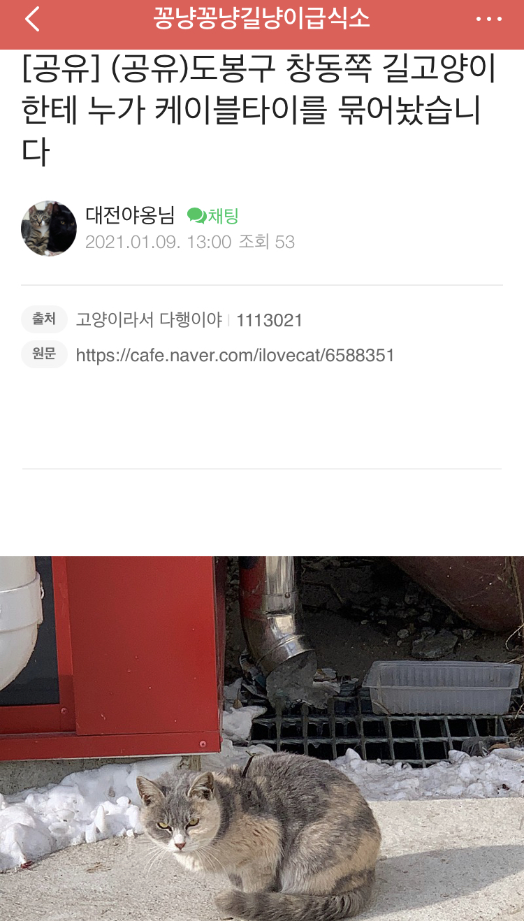 도봉구 창동 고양이 학대 사건 