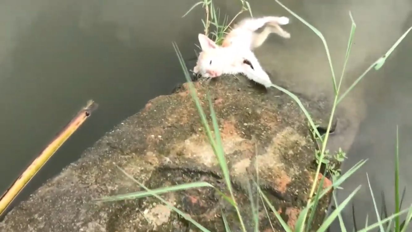 유트브 고양이 구조 영상