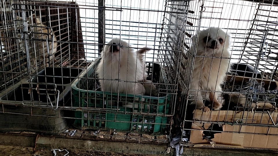 곤지암 불법사육 및 도살