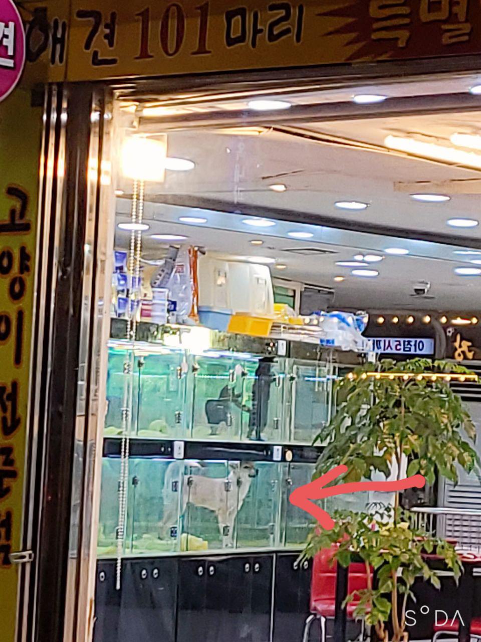 펫샵이 다 큰 강아지를 서 있기도 힘든 유리관에 가둬 전시하고 있습니다