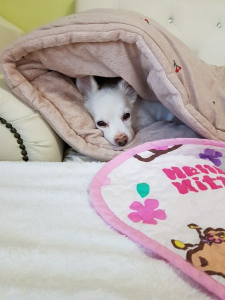 제나(꼬미) 8년 차 입양후기