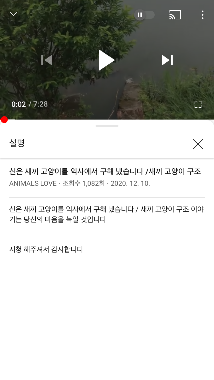 고양이 학대 유투버