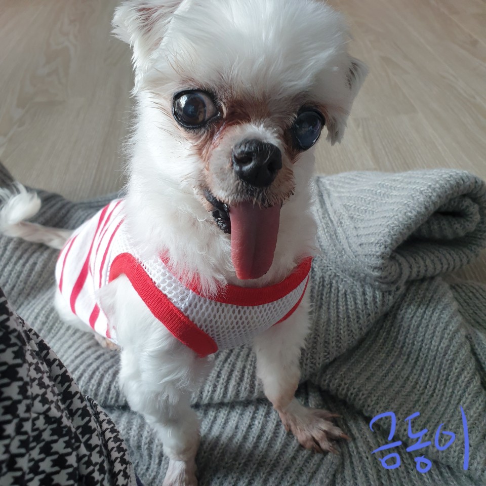 씩씩한 금동이 임시보호 일주차소식(시흥불법번식장 구조견)